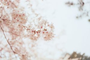 palettblad sticklingar